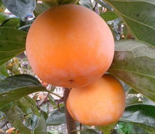 新鮮柿子怎么吃？新鮮柿子怎么吃好？