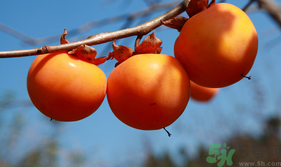 新鮮柿子怎樣去澀？硬柿子怎樣去澀？