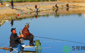 秋天釣鯉魚用什么味型？秋季釣鯉魚餌料味型