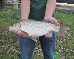十月份釣鯽魚用什么餌？十月份釣鯽魚用什么餌料好？