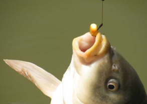 秋天釣魚(yú)用什么小藥？秋天釣魚(yú)小藥搭配