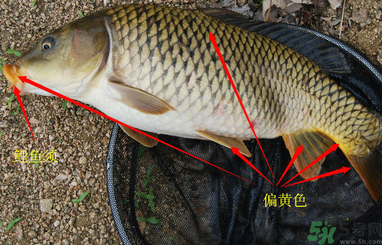 秋天釣鯉魚用什么小藥？秋天黑坑釣鯉魚用什么小藥？