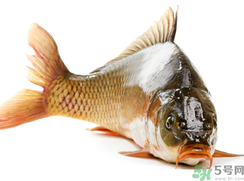 秋天釣鯉魚用什么小藥？秋天黑坑釣鯉魚用什么小藥？