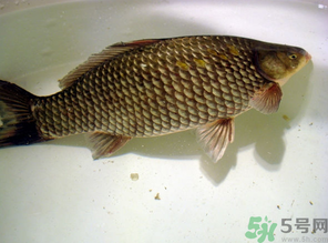 秋天黑坑釣鯽魚用什么餌料？秋天黑坑釣鯽魚餌料配方