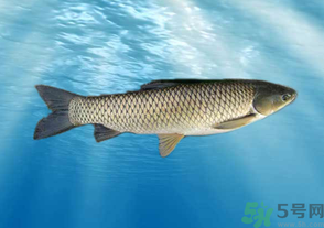 十月份草魚好釣嗎？十月份怎么釣草魚？