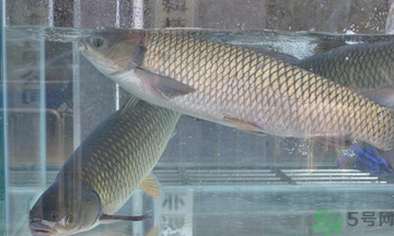 十月份草魚好釣嗎？十月份怎么釣草魚？