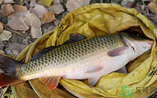 十月份可以釣鯉魚嗎？十月份釣鯉魚用什么餌？