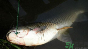 十月份可以釣鯉魚嗎？十月份釣鯉魚用什么餌？