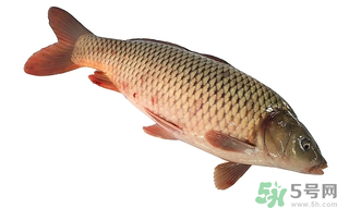 十月份可以釣鯉魚嗎？十月份釣鯉魚用什么餌？