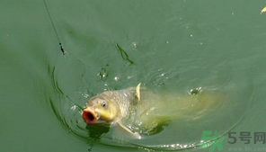 十月份怎么釣鯽魚？十月份怎么釣鯉魚？