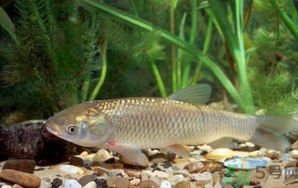 秋天釣草魚用什么餌？秋季釣草魚用什么餌最好？ 