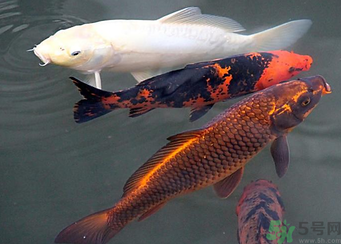 用玉米粒怎么釣鯉魚？玉米粒怎么泡制釣魚餌料？