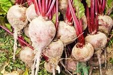 女性吃甜菜能排毒嗎？甜菜怎么吃最好？