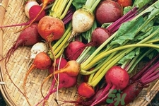 女性吃甜菜能排毒嗎？甜菜怎么吃最好？