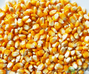 玉米用什么泡釣魚好？玉米怎么泡好釣魚？