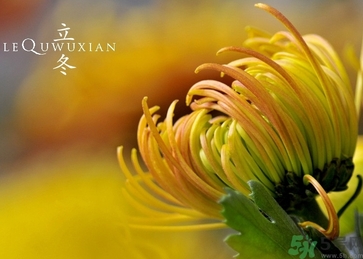 立冬可以栽樹嗎？立冬栽樹樹會死嗎？