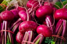 甜菜是甜的嗎？甜菜到底是不是甜的？