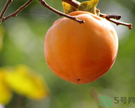 黃柿子和紅柿子有什么區(qū)別？紅柿子和黃柿子哪個(gè)好？