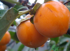 黃柿子怎么吃好吃？黃柿子怎么吃？