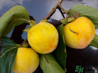 黃柿子怎么吃好吃？黃柿子怎么吃？