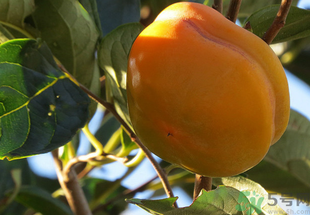 黃柿子怎么吃好吃？黃柿子怎么吃？