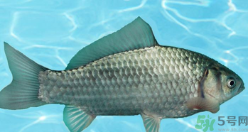 釣的魚在家怎么養(yǎng)活？釣的魚怎么保持不死？