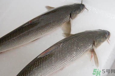 釣的魚在家怎么養(yǎng)活？釣的魚怎么保持不死？