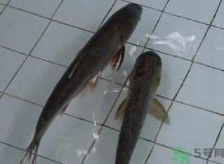 釣的魚在家怎么養(yǎng)活？釣的魚怎么保持不死？