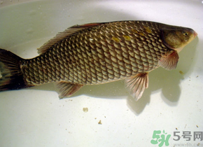 釣的魚(yú)死了還能吃嗎？釣的魚(yú)死了怎么處理？