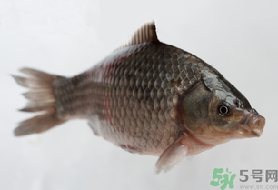 釣的魚(yú)死了還能吃嗎？釣的魚(yú)死了怎么處理？