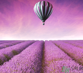 十月份還有薰衣草嗎？薰衣草什么時(shí)候開花？