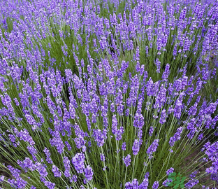 十月份還有薰衣草嗎？薰衣草什么時(shí)候開花？