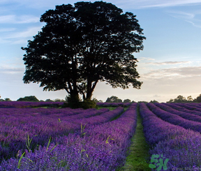 十月份還有薰衣草嗎？薰衣草什么時(shí)候開花？