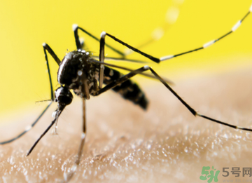 十月份還有蚊子嗎？10月份還有蚊子嗎？