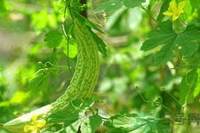 吃苦瓜能增強免疫力嗎？喝苦瓜茶能增強免疫力嗎？