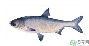 十月份能釣鰱魚(yú)嗎？鰱魚(yú)幾月份好釣？