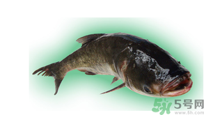 十月份能釣鰱魚(yú)嗎？鰱魚(yú)幾月份好釣？