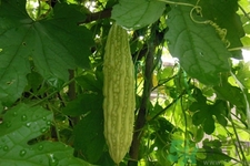 經(jīng)常喝苦瓜水有什么好處？新鮮苦瓜水怎么做比較好喝？