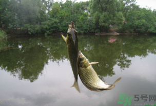 秋天釣魚(yú)什么風(fēng)向最好？秋天什么風(fēng)向好釣魚(yú)？