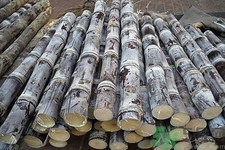 甘蔗吃不完怎么保存？削皮的甘蔗怎么保存？