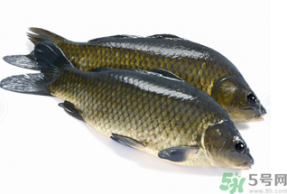 活鯉魚怎么保存？鯉魚怎么養(yǎng)才不容易死？