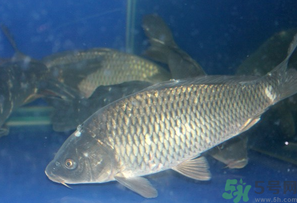 活鯉魚怎么保存？鯉魚怎么養(yǎng)才不容易死？