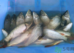 活鯉魚怎么保存？鯉魚怎么養(yǎng)才不容易死？