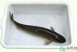 鯉魚(yú)死了還能吃嗎？鯉魚(yú)死了多久不能吃？
