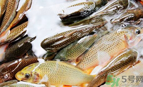 鯉魚死了怎樣保鮮？鯉魚死后怎么保存？