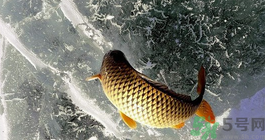 鯉魚死了怎樣保鮮？鯉魚死后怎么保存？