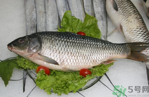 鯉魚死了怎樣保鮮？鯉魚死后怎么保存？