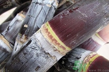 甘蔗是什么季節(jié)的？甘蔗什么時候吃最甜？