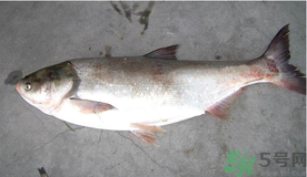 秋天釣鰱魚用什么餌料？秋天釣鰱魚用什么味餌？