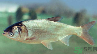 秋天釣鰱魚用什么餌料？秋天釣鰱魚用什么味餌？